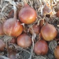 Дрогон F1 семян лука репчатого (Soto Seeds)