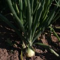 Дрогон F1 семян лука репчатого (Soto Seeds)