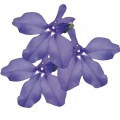 Дворец синий (blue) семена лобелии (Benary)