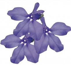 Дворец синий (blue) семена лобелии (Benary)
