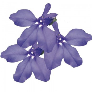 Дворец синий (blue) семена лобелии (Benary)