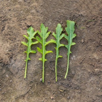 Джолиза семена рукколы зел. (Enza Zaden) Джолиза семена рукколы зел. (Enza Zaden)