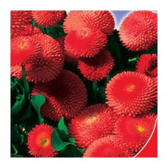 Эрли Этна семена маргаритки (GL Seeds)