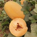 ЕС 25157 F1 (ES 25157 F1) семена дыни (Ergon seeds)