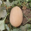 ЕС 25157 F1 (ES 25157 F1) семена дыни (Ergon seeds)