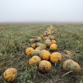 Эсо семян тыквы (Semo)