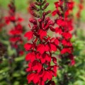 Фан Скарлет семена лобелии (Benary)