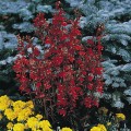 Фан Скарлет семена лобелии (Benary)