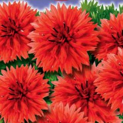Фаворит красный (red) семян василька махрового (GL Seeds)