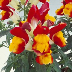 Флорал Шоуэр F1 red & yellow семена антирринума карликового однолетнего. до 20 см (Sakata)
