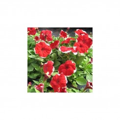 Фрост F1 красный (red) семена петунии крупноцветковой (Johnsons Seeds)