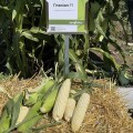 Гласиал F1 семян кукурузы суперсладкой Sh2 средней 76-77 дн. бел.(Syngenta)