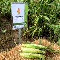 Гласиал F1 семян кукурузы суперсладкой Sh2 средней 76-77 дн. бел.(Syngenta)