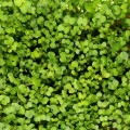 Горчица белая семена микрозеленые (Agrocity)