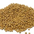 Горчица белая семена микрозеленые (Agrocity)