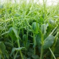 Горох усатый семена микрозеленые (Agrocity)