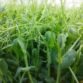 Горох усатый семена микрозеленые (Agrocity)