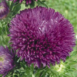 Гала пурпурная (Purple) семена астры иглой (Benary)
