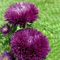 Гала пурпурная (Purple) семена астры иглой (Benary)