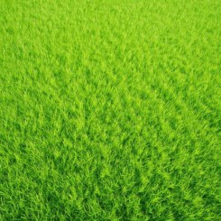 Гольф Greenfield насіння газонної трави (Feldsaaten Freudenberger GmbH)