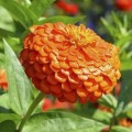 Гиганты Бенари оранжевые (orange) семена майор (Benary)
