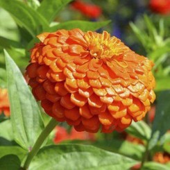 Гиганты Бенари оранжевые (orange) семена майор (Benary)