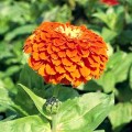 Гиганты Бенари оранжевые (orange) семена майор (Benary)