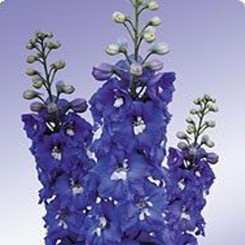 Икебана Mid Blue семена дельфиниума альпийского (Kitano Seeds)
