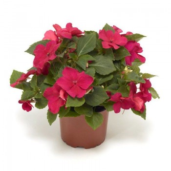 Имара F1 розовый (pink) семена бальзамина (Syngenta)