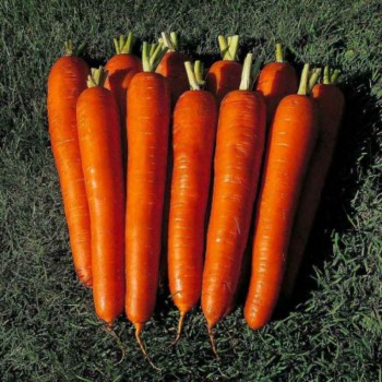 Император семян моркови (GL Seeds)
