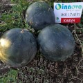 Блесткие F1 (INX 1748 F1) семена арбуза раннего (Innova Seeds)