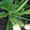 Ренды F1 (INX 5286 F1) семена кабачка (Innova Seeds)