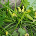 Ренды F1 (INX 5286 F1) семена кабачка (Innova Seeds)