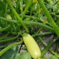 Ренды F1 (INX 5286 F1) семена кабачка (Innova Seeds)