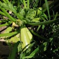 Ренды F1 (INX 5286 F1) семена кабачка (Innova Seeds)