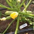 Ренды F1 (INX 5286 F1) семена кабачка (Innova Seeds)