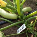 Ренды F1 (INX 5286 F1) семена кабачка (Innova Seeds)