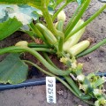 Ренды F1 (INX 5286 F1) семена кабачка (Innova Seeds)