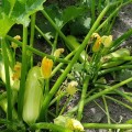 Ренды F1 (INX 5286 F1) семена кабачка (Innova Seeds)