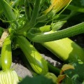 Ренды F1 (INX 5286 F1) семена кабачка (Innova Seeds)