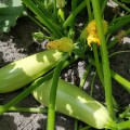 Ренды F1 (INX 5286 F1) семена кабачка (Innova Seeds)