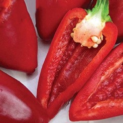 Іволга насіння перцю (Україна СДБ)