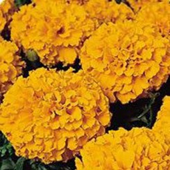 Кабери Orange (оранжевые) семена бархатцев американских (Kitano Seeds)
