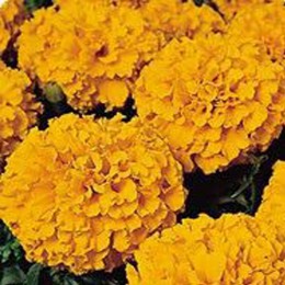 Кабери Orange (оранжевые) семена бархатцев американских (Kitano Seeds)