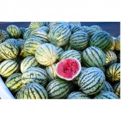 Каховське насіння кавуна раннього (GL Seeds)
