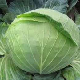 Каменная голова семена капусты белокочанной (Satimex)