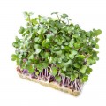 Капуста кольраби семена микрозеленые (Agrocity)