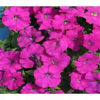 Карлик F1 фиолетовая (purple) семена петунии (Cerny)