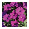 Карлик F1 фиолетовая (purple) семена петунии (Cerny)