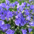Колокольчик карпатский синий (blue) семян (Moravoseed)